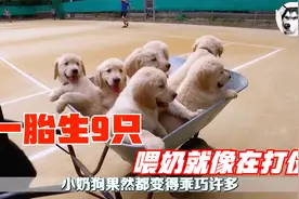 狗狗一胎生下9只狗宝宝，喂奶就像在打仗，真担心把主人吃穷啊视频封面
