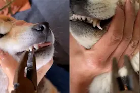 狗子要换乳牙，牙医主人拿钳子快准狠给拔掉：是不是缅北学的医视频封面