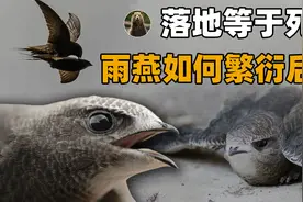 这种鸟一生都在飞行，落地约等于死亡，它要怎么睡觉和繁衍后代？视频封面