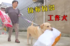 为什么奶奶养的狗更听话？原来有奶奶有“绝招”，太真实了！视频封面