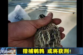 猎捕鹌鹑 或将获刑！视频封面