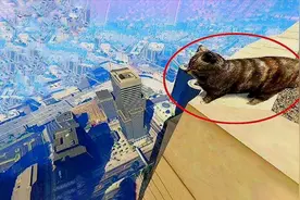 猫咪摔不死是因为有9条命吗？科学家通过实验，终于找到了原因