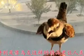 极品百灵鸟能唱能舞，关键还听话，站在手里都不怕视频封面