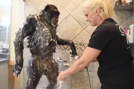 猩猩要求主人帮忙搓澡，接下来的举动你别笑，这怕不是成精了视频封面