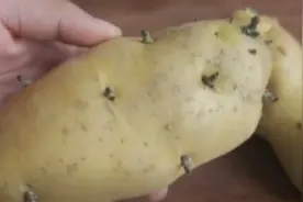 土豆发芽有毒，削掉就能吃了吗？真相大揭秘！视频封面