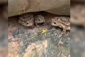 我滴个亲娘，这么大的洋辣子你见过吗？蛤蟆想吃一口满地打滚视频封面