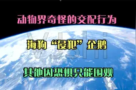 动物界奇怪的交配行为，海狗“侵犯”企鹅，其他因恐惧只能围观视频封面