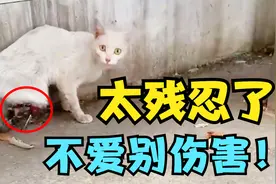 一直喂养的流浪猫10天前离奇失踪，再次出现双腿骨头外露惨不忍睹视频封面