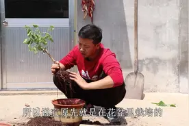 山楂是适合当盆景的果树，春季开花结果，冬季还能满树“红果果”视频封面