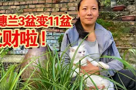 垂花水塔长笋子了，小马把3大盆麦穗兰分11盆，来年苗多花更旺视频封面