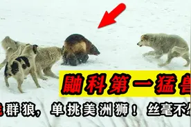 “鼬科第一猛兽”狼獾，单挑群狼战6只狗，连美洲狮都不放在眼里视频封面