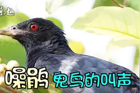 噪鹃叫声：民间叫它“鬼鸟”，叫声恐怖！视频封面
