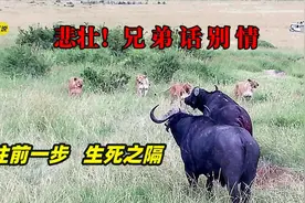老牛一瘸一拐硬刚狮子，绝境中同伴仗义解围，结局悲壮兄弟话别情视频封面