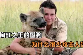 号称掏缸之王的鬣狗，为什么很少攻击人类视频封面