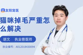 猫咪掉毛严重怎么解决？视频封面