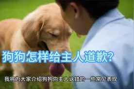 主人注意！狗狗这个动作意味着它想和你和解！视频封面