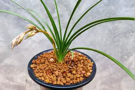 兰花花杆长歪了怎么办？教你一个土方法，花杆瞬间变直！