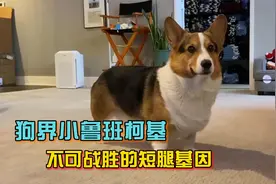 小短腿柯基基因太强大，那些和柯基配出来的串串，从此告别大长腿视频封面