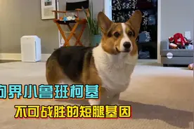 小短腿柯基基因太强大，那些和柯基配出来的串串，从此告别大长腿