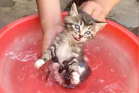 小猫咪掉粪坑里了：这个掉法全网独一份，够我笑一整年！视频封面