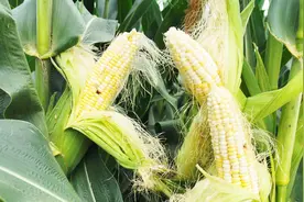 白玉米变成了黄玉米，黄玉米依然是黄玉米，这是为什么视频封面