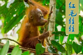 红毛猩猩是除人类以外抚养小孩最长时间的动物，传授各种生存本领视频封面