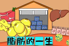 医学手绘动画|脂肪的一生【合成+运输+分解】脂肪肝、高血脂病因视频封面