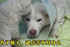 流浪狗脖子被死死勒住，为了养育“独子”，它拼尽全力吃东西视频封面