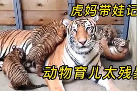 虎妈妈一口气生了五只小老虎，没想到育儿过程太艰难视频封面