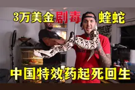 美国小伙24万购剧毒蛇，到家奄奄一息，中国特效药能力挽狂澜吗？视频封面