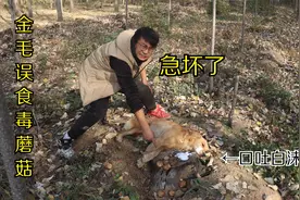金毛在树林里误食了些毒蘑菇，胃里发热口吐白沫，可把小伙急坏了视频封面