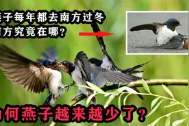 燕子每年都去南方过冬，“南方”究竟在哪？为何燕子越来越少了？视频封面