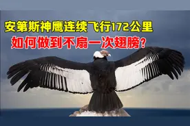 连续飞行172公里，中间不扇一次翅膀！安第斯神鹰是如何做到的？
