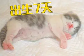 出生7天小奶猫的变化，一天一个样，快认不出了！