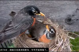 10月14日，旅鸫又名美洲知更鸟，今年开始育雏了。视频封面