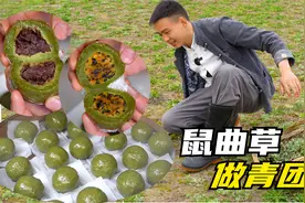 这种野菜认识吗，每年春天都会用它做好吃的美食青团，赶紧试试吧视频封面