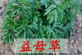 益母草又称“女人草”，用水煮一下作用厉害了，女性知道要收藏视频封面