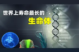 地球上寿命最长的生物，你见过和恐龙同岁，能够永生的生命吗？
