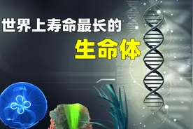 地球上寿命最长的生物，你见过和恐龙同岁，能够永生的生命吗？视频封面