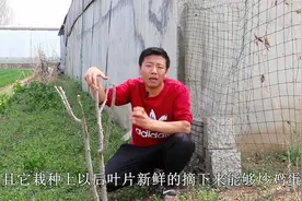 棚角种棵“野花椒”，有院子种一棵，用叶子炒鸡蛋，用果子当调料视频封面