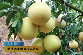 容县沙田柚，新技术走出蜜柚丰收路！视频封面