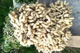 花生专用控旺增产剂，一季喷三遍，最高可增产60%视频封面