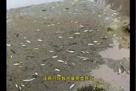 水产养殖顽固“出血病”，治疗办法全在这了视频封面