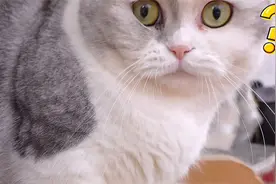 用扫地机器人拍猫，意外收获满屏表情包：你不要过来啊