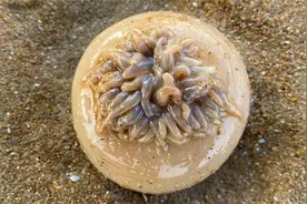 离海岸线越远海货就越多，大海葵一碰就缩水，猫眼螺在躲猫猫视频封面