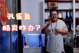 孔雀鱼身体消瘦，拖着长长的粪便，那是得肠炎了，看看网友咋办视频封面