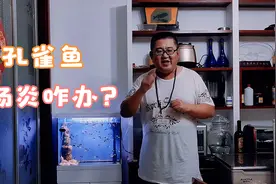 孔雀鱼身体消瘦，拖着长长的粪便，那是得肠炎了，看看网友咋办视频封面