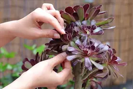 黑法师叶片干枯掉落，这两种养护方法你都做好了吗？视频封面