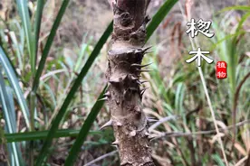 “楤木”浑身长满刺，却深得大家喜爱！这些用途价值你可知道？