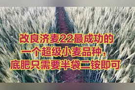 改良济麦22最成功的一个超级小麦品种，底肥只需要半袋二铵即可视频封面